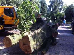 bomen rooien in Geffen